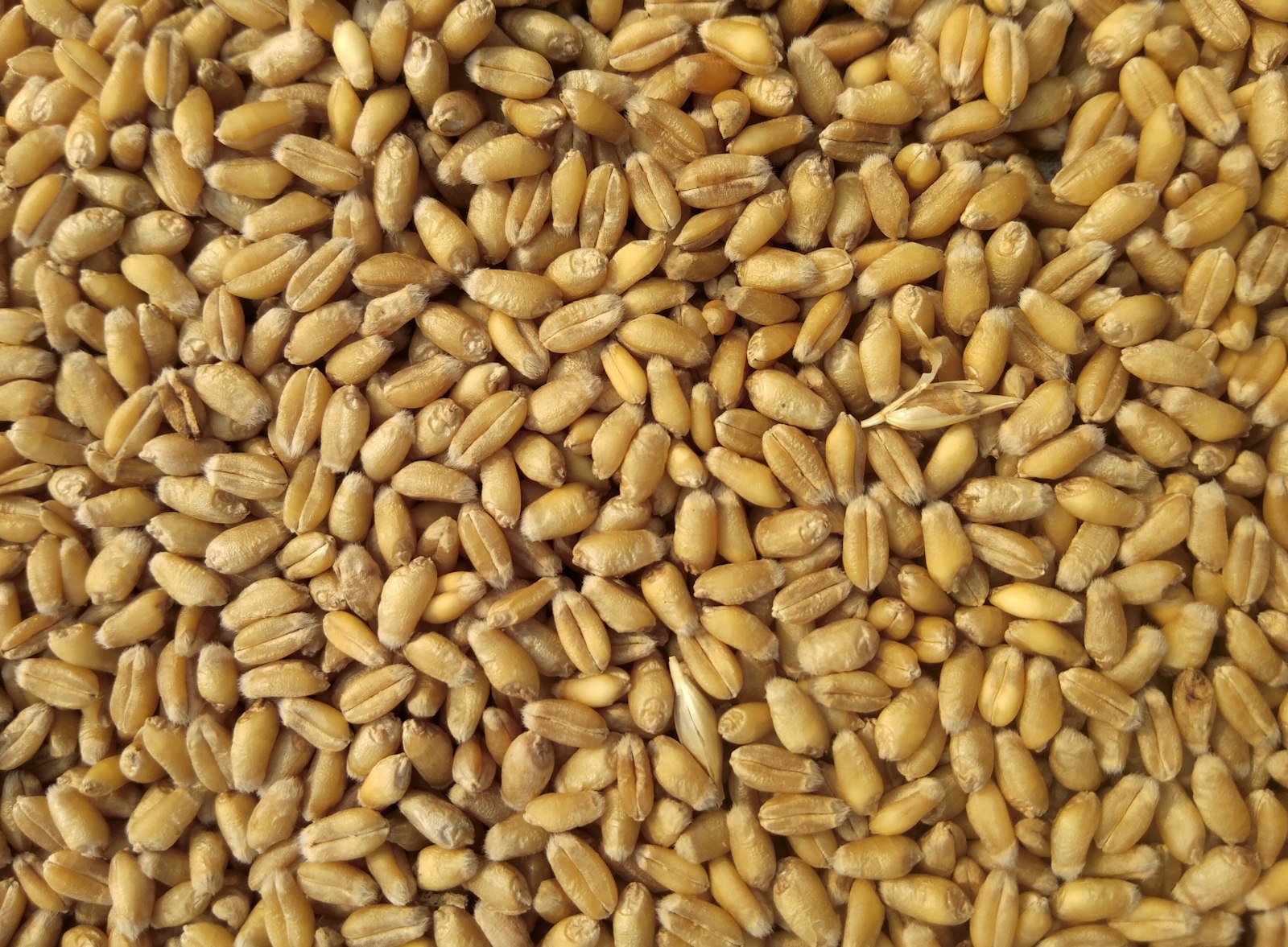 Wheat field — Swastik Brand Aata production